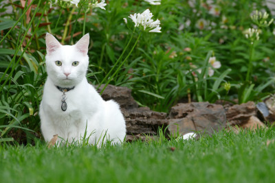 white_cat1.jpg